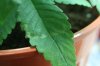 Sick Leaf.jpg