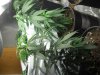 DSCN1128.jpg DSCN1128.jpg