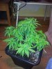 Day 54.jpg Day 54.jpg