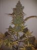 Biodeisel Mass Auto 92 Days 7.jpg