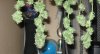 ak47bud.jpg ak47bud.jpg