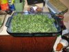 bluetray.jpg bluetray.jpg