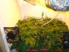 DSC05282.jpg