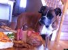 o-DOG-CANCER-LAST-MEAL-570.jpg