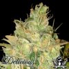 Delicious-Seeds-black-russian.jpg