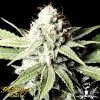 Greenhouse_Seeds_Great_White_Shark_Feminized.jpg