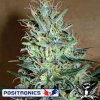Positronics%20Seeds%20Amnesia%20Mystery.jpg Positronics%20Seeds%20Amnesia%20Mystery.jpg