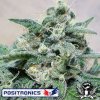Positronic-Seeds-Supercheese.jpg