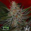 TGA_Subcool_Seeds_jack-the-ripper.jpg