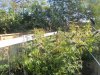 part grow summer 2012 022.jpg