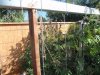 part grow summer 2012 024.jpg