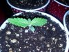 IMG_20130224_013213.jpg