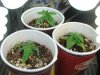 DSC00552.jpg