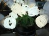 DSC00554.jpg
