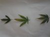 Leaves.jpg