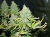 wonderwomanbud24feb.jpg