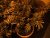 2-24-13 flower room 2 chernobyl.jpg