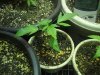 2-24-13 veg 1.jpg