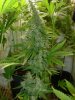gdpxltc99-3-033.jpg