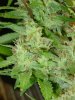 gdpxltc99-3-034.jpg
