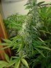 gdpxltc99-3-035.jpg