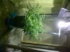 plantpic.jpg plantpic.jpg
