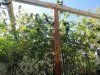 part grow summer 2012 013.jpg
