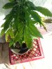 TLiphoneflowerpix 004.jpg