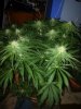 2542488d1361851904-5-weeks-into-flowering-20130225_230702.jpg