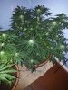 2542490d1361851904-5-weeks-into-flowering-20130225_230653.jpg