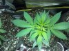 2013-02-26_14-27-17_407.jpg 2013-02-26_14-27-17_407.jpg