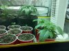 2013-02-26_14-28-43_156.jpg 2013-02-26_14-28-43_156.jpg
