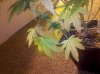 IMG_20130226_150039.jpg