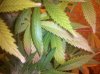 IMG_20130226_150031.jpg
