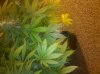 IMG_20130226_150009.jpg