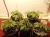 Feb 25th trimmed 1st node+6.jpg Feb 25th trimmed 1st node+6.jpg
