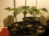 Feb25th trimmed 1st node+1.jpg