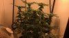 All Plants.jpg