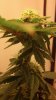 Plant 2.jpg