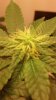 Plant 2 Top.jpg