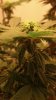 Plant 3.jpg