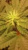 Plant 3 top.jpg