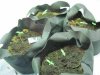 gooeyseeds.jpg gooeyseeds.jpg