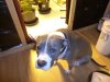 Bluedog.jpg Bluedog.jpg