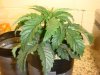 DSC00557.jpg
