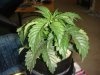 DSC00560.jpg