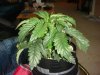 DSC00561.jpg