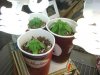 DSC00562.jpg