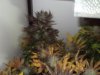 DSC03396.jpg