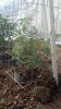 2013-03-01_11-05-24_963.jpg 2013-03-01_11-05-24_963.jpg